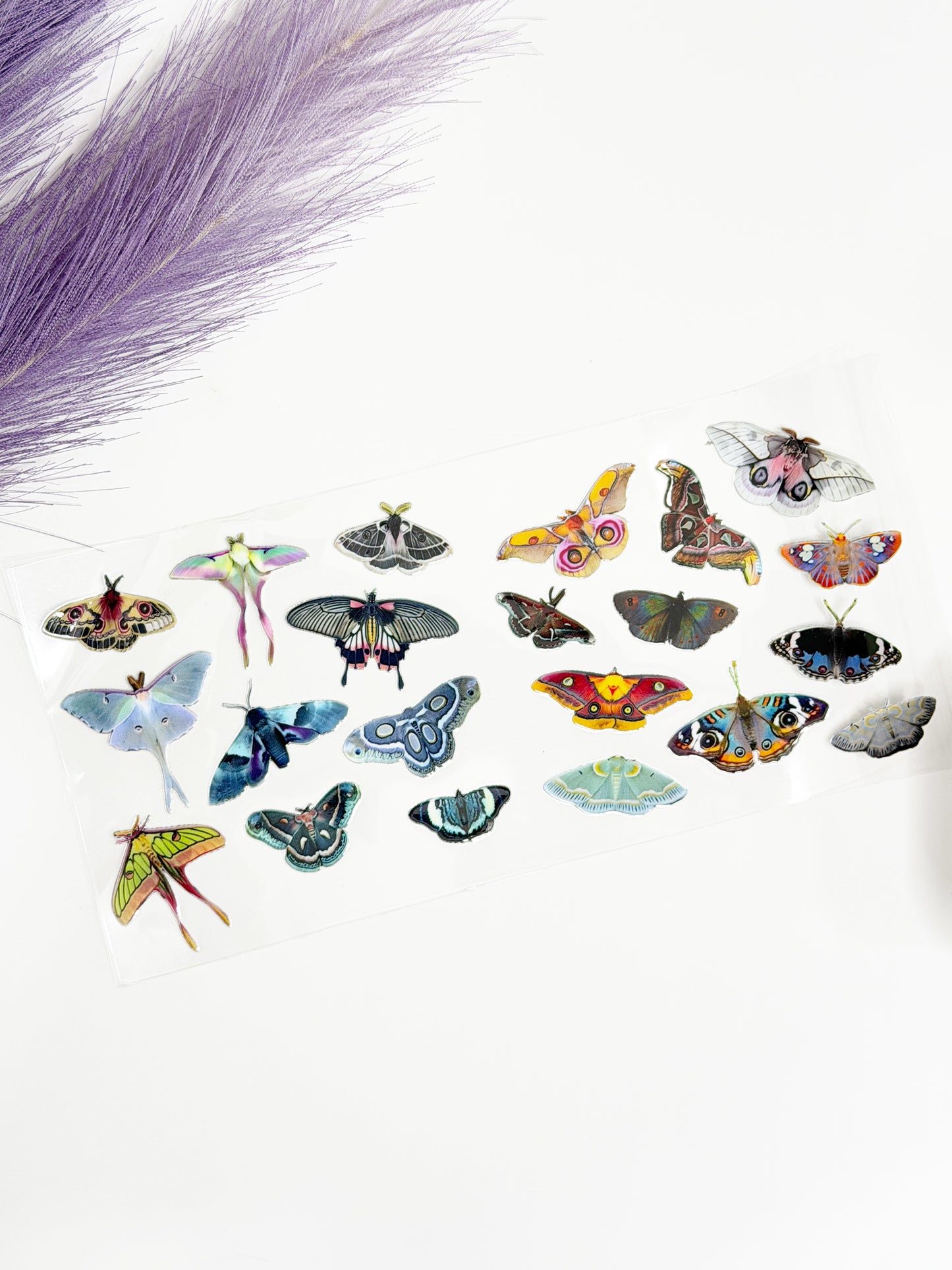 Variety of Moths Wrap-1344